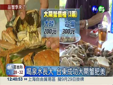 陽澄湖大閘蟹登台! 兩岸大比拚