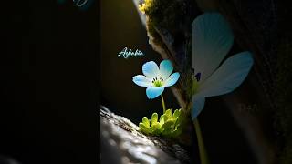 Download lagu Azhakin thaazhvaram Aliyumee sangeetham #whatsappstatus #shorts #lovesong #status mp3