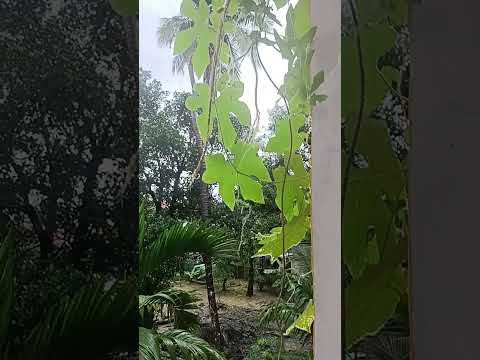 permit something to change