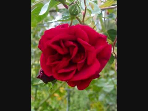 There Were Roses - Irish Song