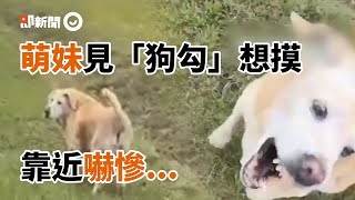 [問卦] 為什麼狗狗要叫狗勾