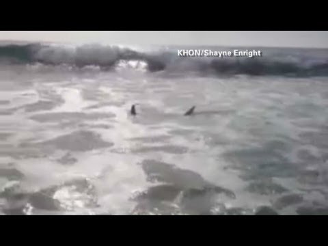 TALAT: PUP'S BOOZY RECOVERY