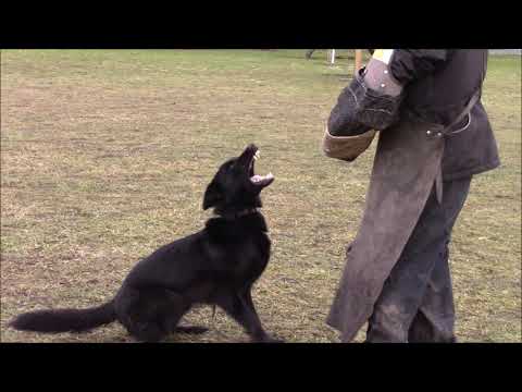 Ursa z Jukasu - protection - 1/2021