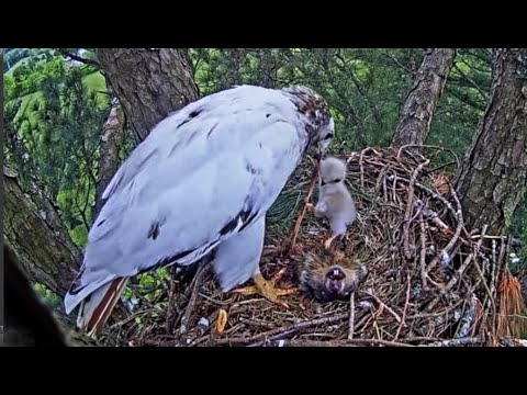 Angel The Leucistic Red-Tailed Hawk: Finally, Food Arrives. Well Done, Angel! 5 May 2023