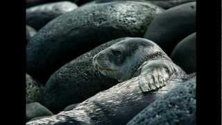 LBP Antarctica I by Mike Sea.wmv