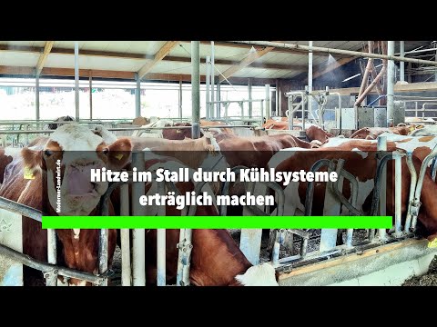 Hitze im Stall durch Kühlsysteme erträglich machen