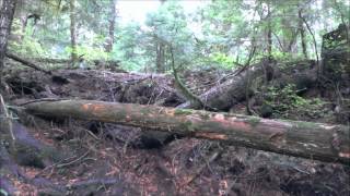 Omma - King of Asgard