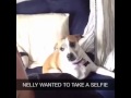 Dog Takes Selfie Vine