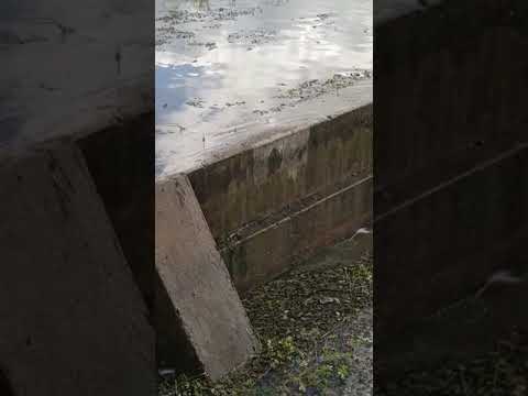 Sangria do Açude de Apanha-Peixe em Caraúbas é registrada nesta Sexta(31) após recentes chuvas