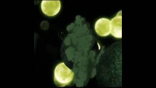 Download lagu STORY WA NARUTO mp3