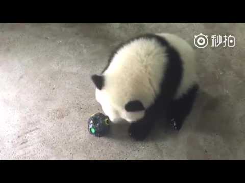 Panda cub doesn't want to share her precious ball with her baby sister