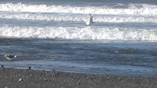 preview picture of video 'Beachcombing in Gold Beach!'