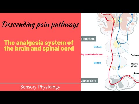 The pain suppression (Analgesia) system of the brain and spinal cord: The descending pain pathway.