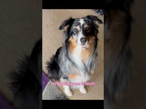 Laila, an adopted Australian Shepherd in Rockford, IL_image-1