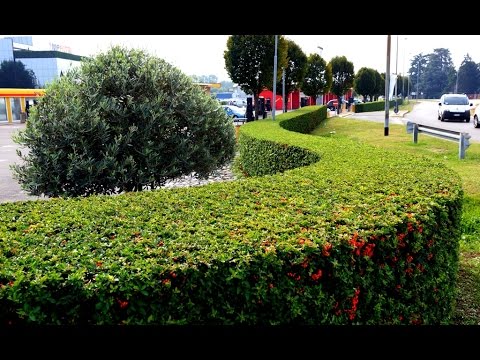 PYRACANTHA COCCINEA : USE AND MAINTENANCE - YouTube