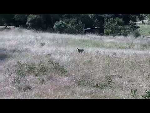 Djuma: Lone Baboon gets drink at the pan with Impalas in background - 14:36 - 03/11/2022