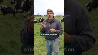 Download lagu More Nutrition in a Glass of Milk: Regenerative Dairy Farm #regenerativeagriculture mp3 Download lagu More Nutrition in a Glass of Milk: Regenerative Dairy Farm #regenerativeagriculture mp3
