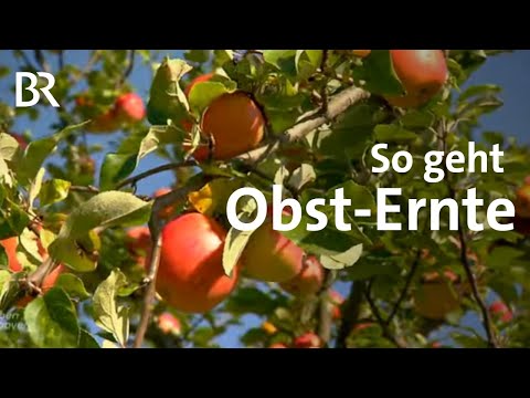 Ernte beim Obst-Bauer Roland Heldrich  | Schwaben & Altbayern | Landwirtschaft | BR