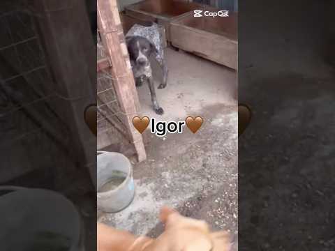 Regalo Igor Splendido Bracco Tedesco Cerca Famiglia 