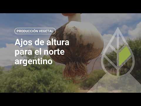Ajos de altura para el norte argentino
