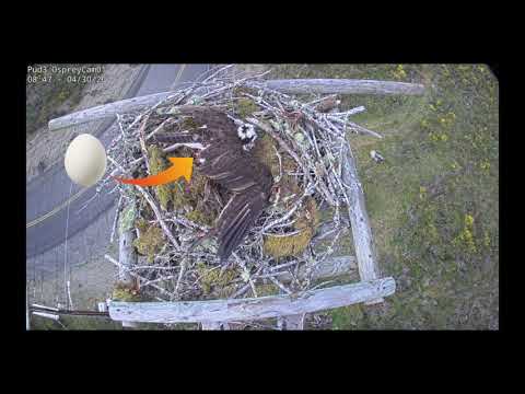 Osprey Lays an Egg