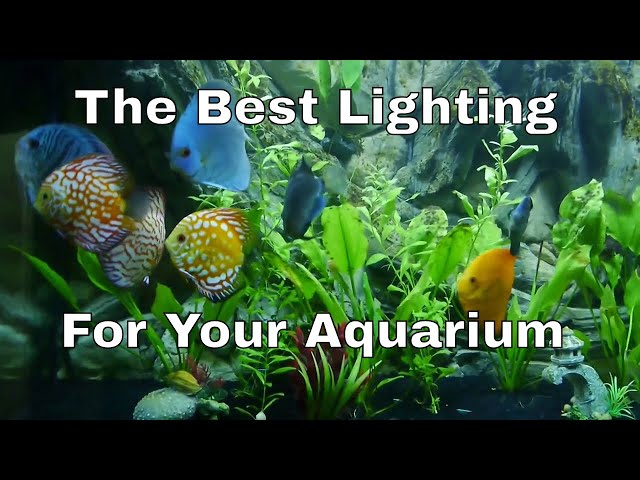 How to Get The Best Lighting For Your Aquarium | Discus Fish UK