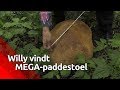 Zo’n grote paddenstoel heb je nog nooit gezien!
