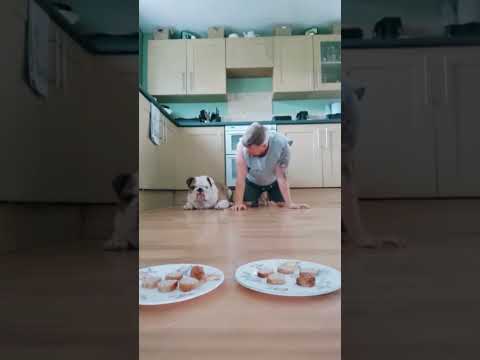 Anyone hate it when you're trying to chillax and your dog keeps demanding a food race 😅 #bulldogpabs