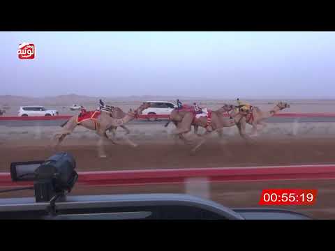  ش 4 (شاهين) لـ ياسر محمد ياسر العفاري 2:12:66 , شارة الصندوق 2026/07/04 فطامين الوقن 