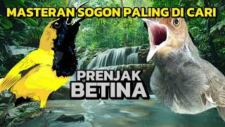 Download lagu masteran sogon prenjak betina viral..!!!! mp3 Download lagu masteran sogon prenjak betina viral..!!!! mp3