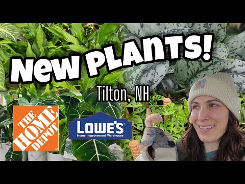 NEW PLANTS AT HOME DEPOT & LOWE'S!! 🌿 Plant Shopping in Tilton, NH 