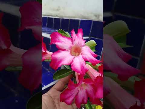 #pernambuco #plantas #rosadodeserto #rosas #flores #rosadodeserto #rosas #flores