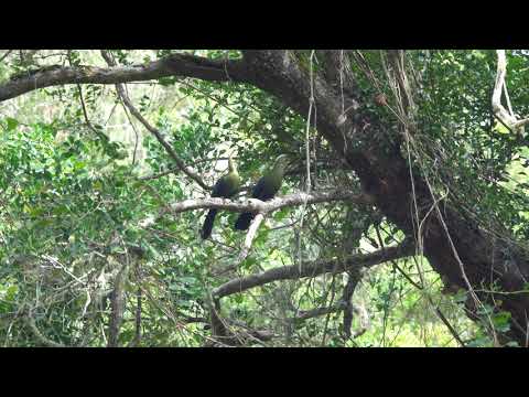 Knysna Loerie birds, Giant Kingfisher Trail, Garden Route, Knysna, South Africa, 2019-04-27