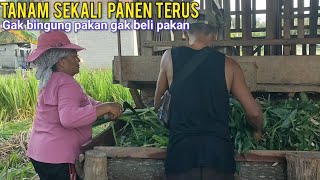 Download lagu Goat Feed Sold Due to Oversupply mp3 Download lagu Goat Feed Sold Due to Oversupply mp3