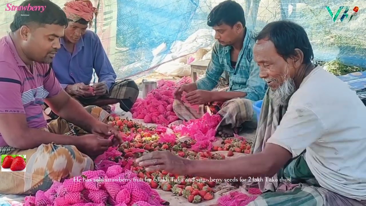 Strawberry farming urges its daughter