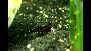 40l aquarium with Schrimps & Lobster