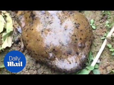 Extremely rare giant salamander found and filmed in China - Daily Mail