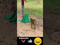 Prank Monkey With Fake Tiger Try To Stop Laugh 2021 Shorts