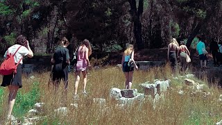 Driver Ants - 2024 - Trailer