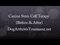 Stem Cell Therapy Used as Dog Arthritis Treatment