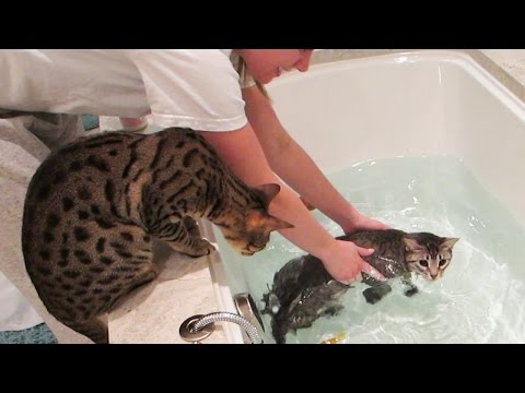KITTY SWIMMING LESSONS