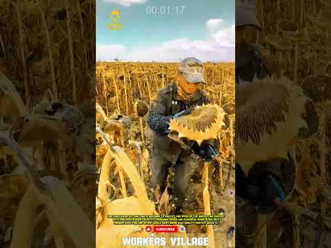 🌻 Innovative Sunflower Cutting Tool for Efficient Open Fields 🌾⚙️ #workersvillage #agriculture