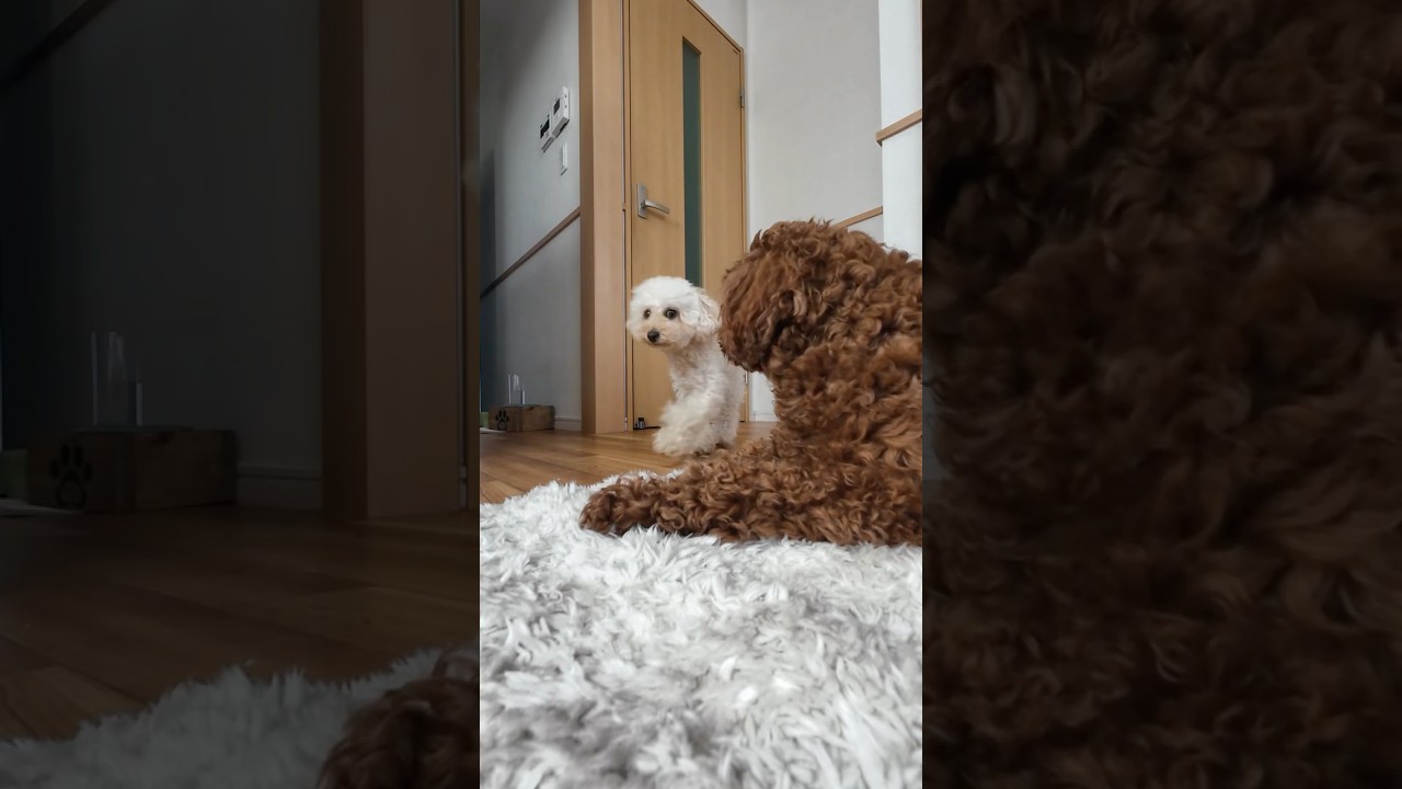 She Came Back… and He Waited Silently 🥺🐶　#shorts #toypoodle #doglove #sweetmoment