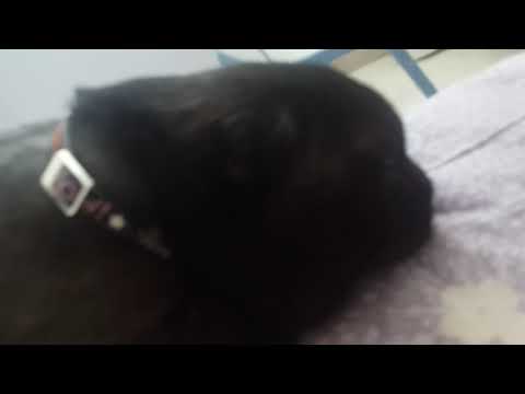 Soubasa and blessa  سوباسا و اسکای