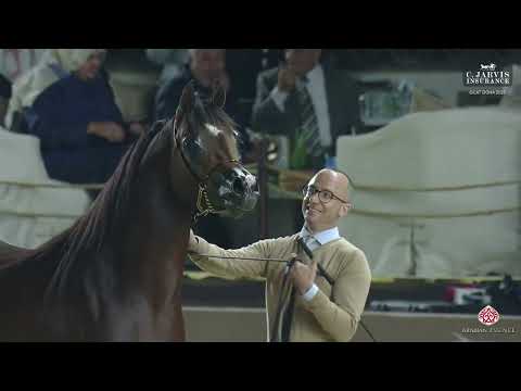 N.162 LR ANSELMO - GCAT Doha 2025 - Junior Colts 3 Years Old (Class 6B) (Class 6B)