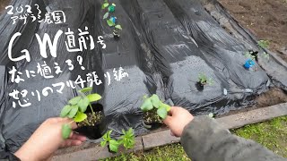 GW直前！雨中のマルチ張りと苗植え【アザラシ農園】