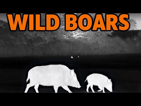 Schwarzwild im Anblick – Sekunden entscheiden | Spannende Jagd auf Sauen im Feld 