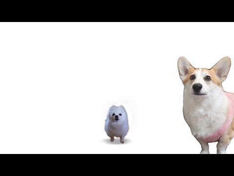 Gabe the Dog - World's Smallest Violin (Cover)