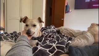 Video preview image #1 Chihuahua-Unknown Mix Puppy For Sale in San Diego, CA, USA