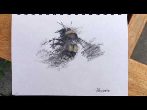 Thumbnail of Bee drawing in charcoal